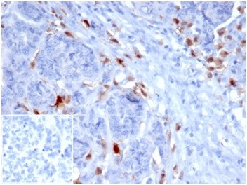 SREBP1 (Transcription Factor) Antibody in Immunohistochemistry (Paraffin) (IHC (P))