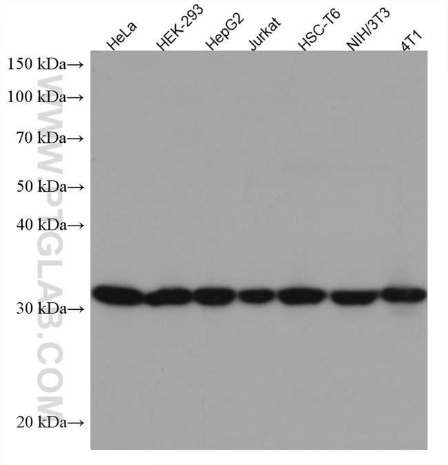 SBDS Antibody in Western Blot (WB)