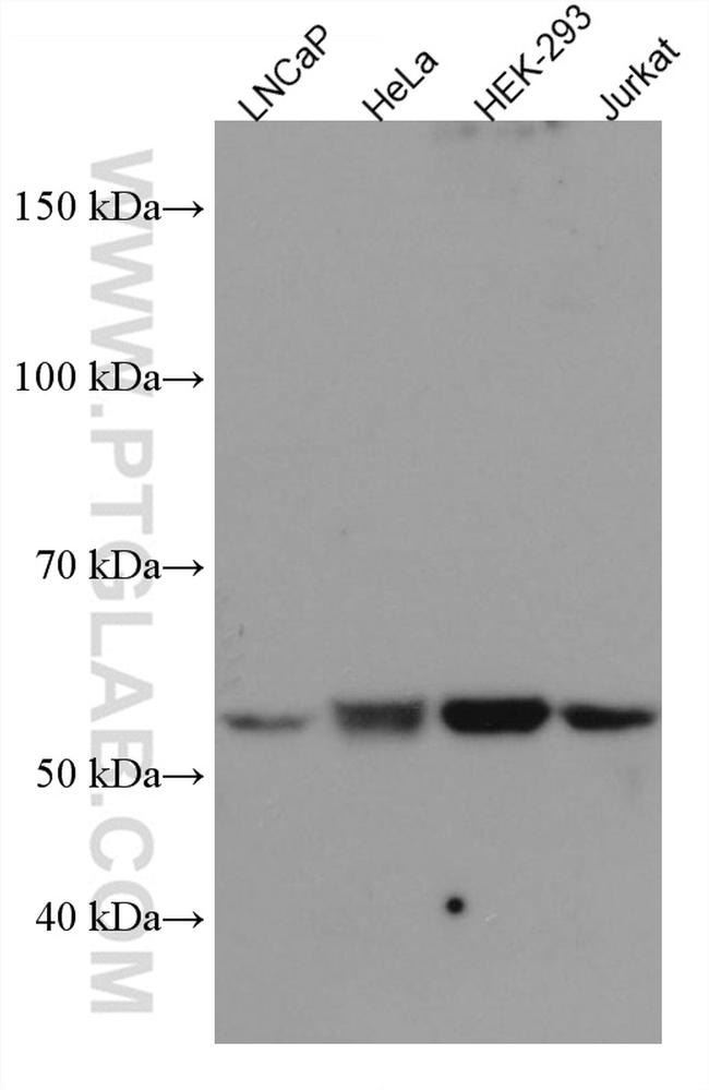 PEPD Antibody in Western Blot (WB)