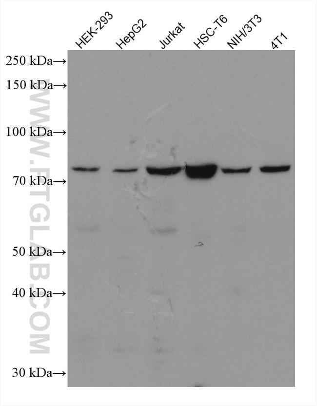 TBK1 Antibody in Western Blot (WB)