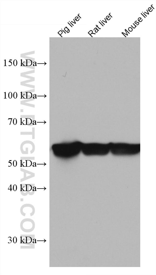 GCK Antibody in Western Blot (WB)