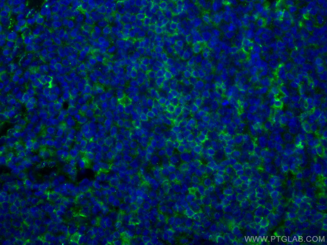 LAIR1 Antibody in Immunohistochemistry (Paraffin) (IHC (P))