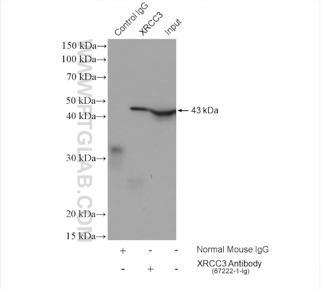 XRCC3 Antibody in Immunoprecipitation (IP)