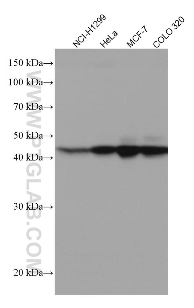 XRCC3 Antibody in Western Blot (WB)