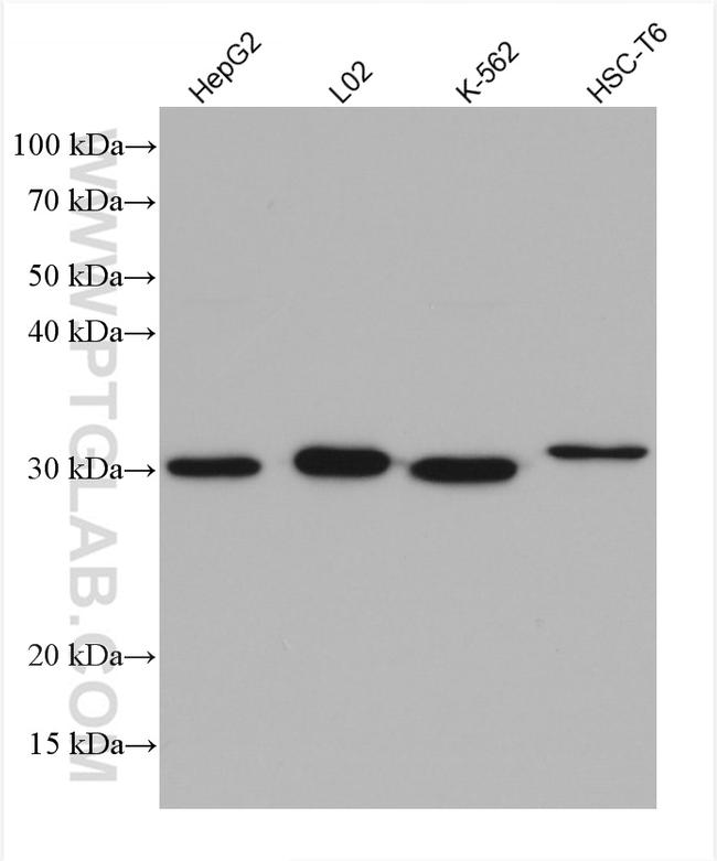 NQO1 Antibody in Western Blot (WB)