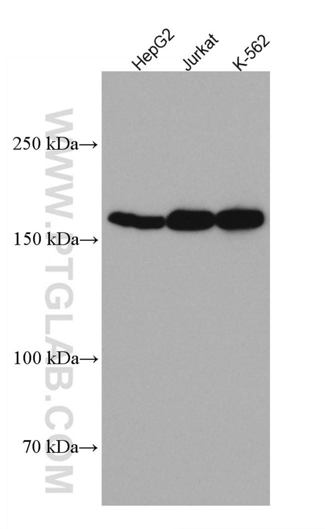 Thrombospondin 1 Antibody in Western Blot (WB)