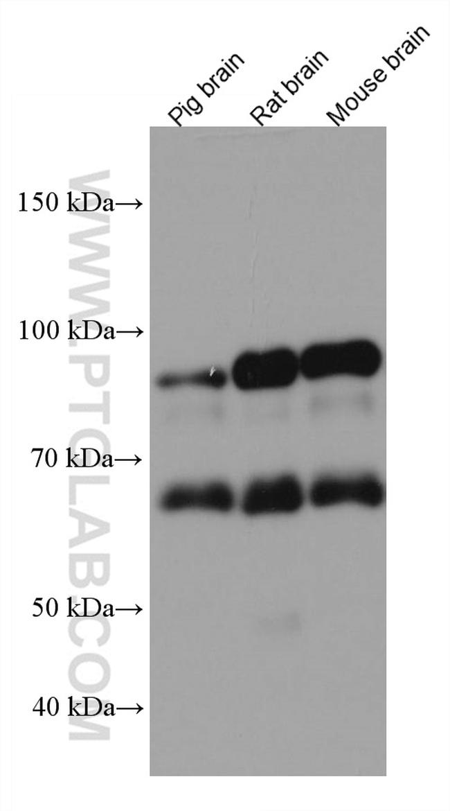 TRIM9 Antibody in Western Blot (WB)