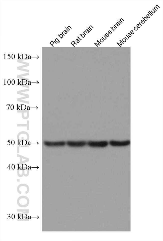 DLX3 Antibody in Western Blot (WB)