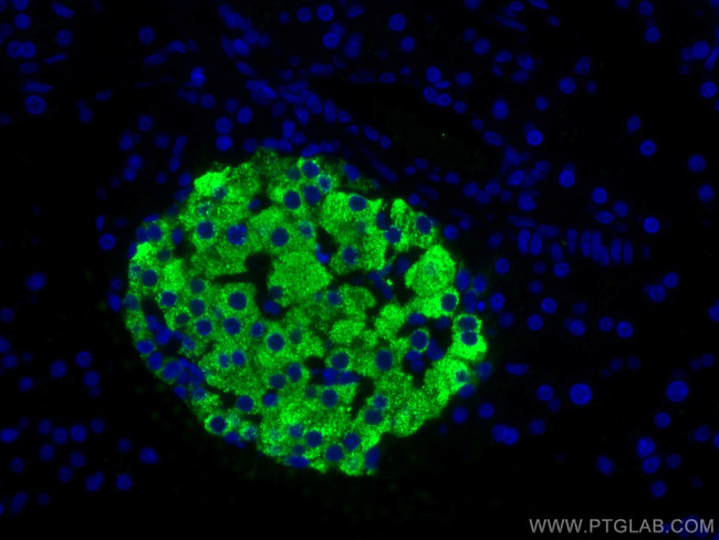 Ins1 Antibody in Immunohistochemistry (Paraffin) (IHC (P))