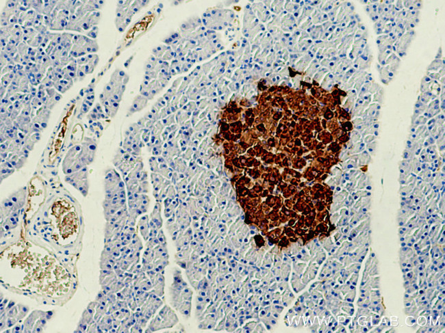 Ins1 Antibody in Immunohistochemistry (Paraffin) (IHC (P))