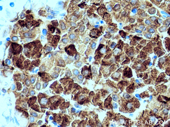 Ins1 Antibody in Immunohistochemistry (Paraffin) (IHC (P))