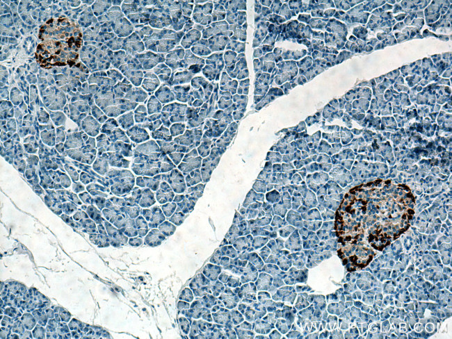 Glucagon Antibody in Immunohistochemistry (Paraffin) (IHC (P))