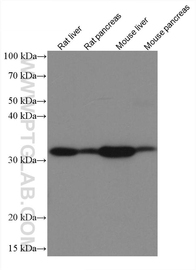 GNMT Antibody in Western Blot (WB)