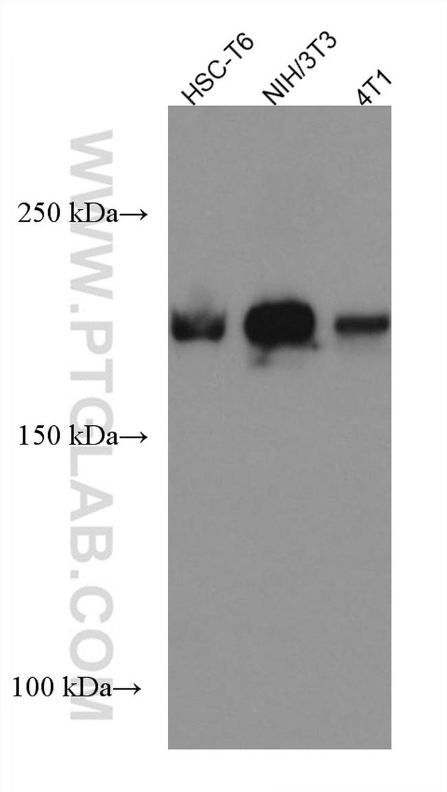 DOCK1 Antibody in Western Blot (WB)