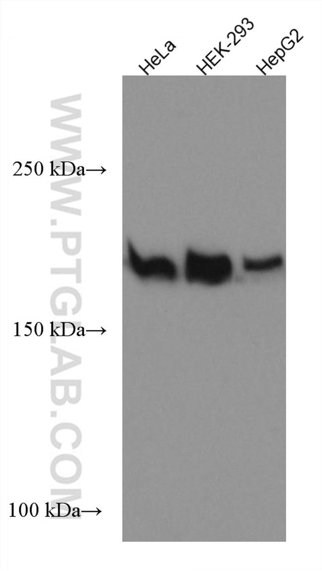 DOCK1 Antibody in Western Blot (WB)