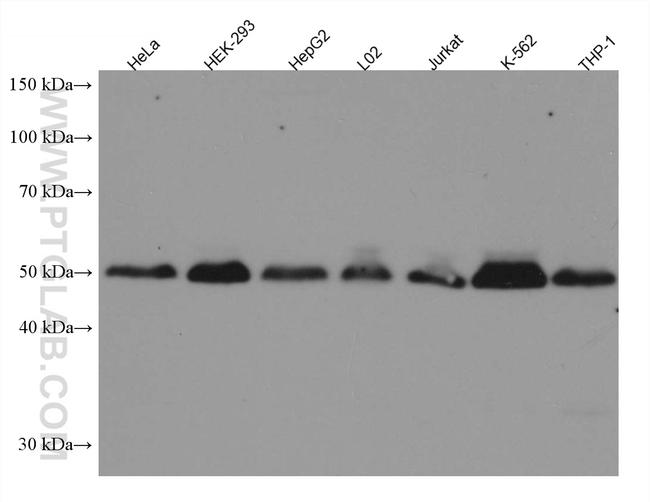 TRAF2 Antibody in Western Blot (WB)