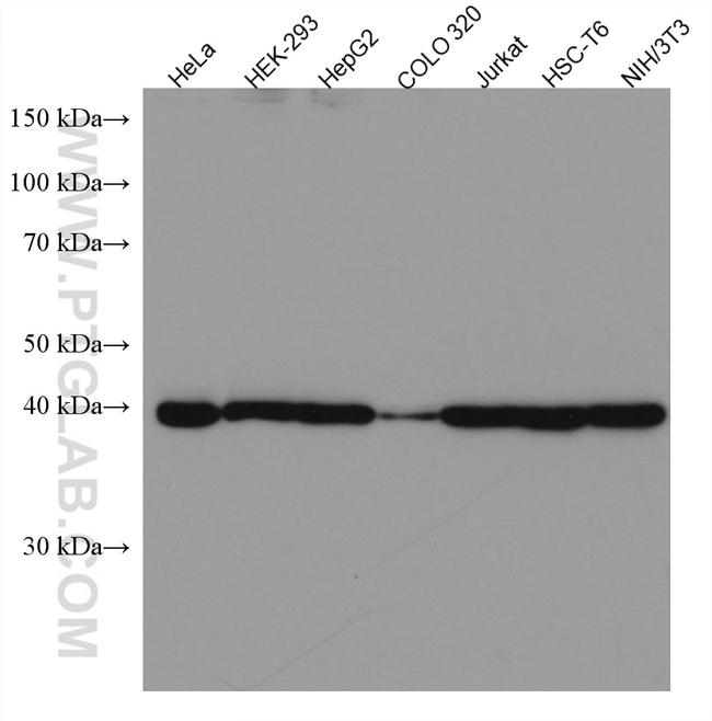 LAMR1/RPSA Antibody in Western Blot (WB)