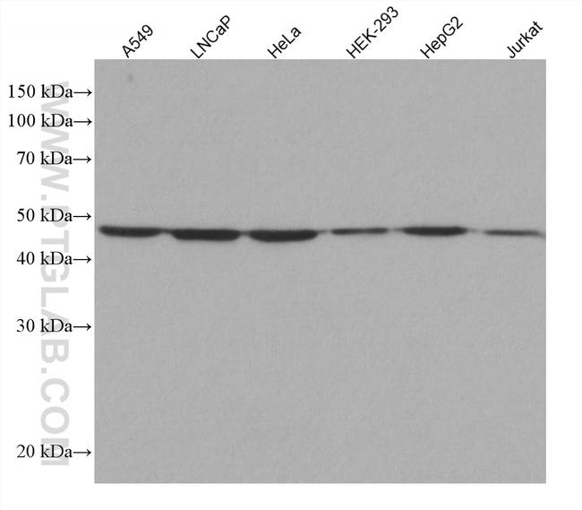 GSK3B Antibody in Western Blot (WB)