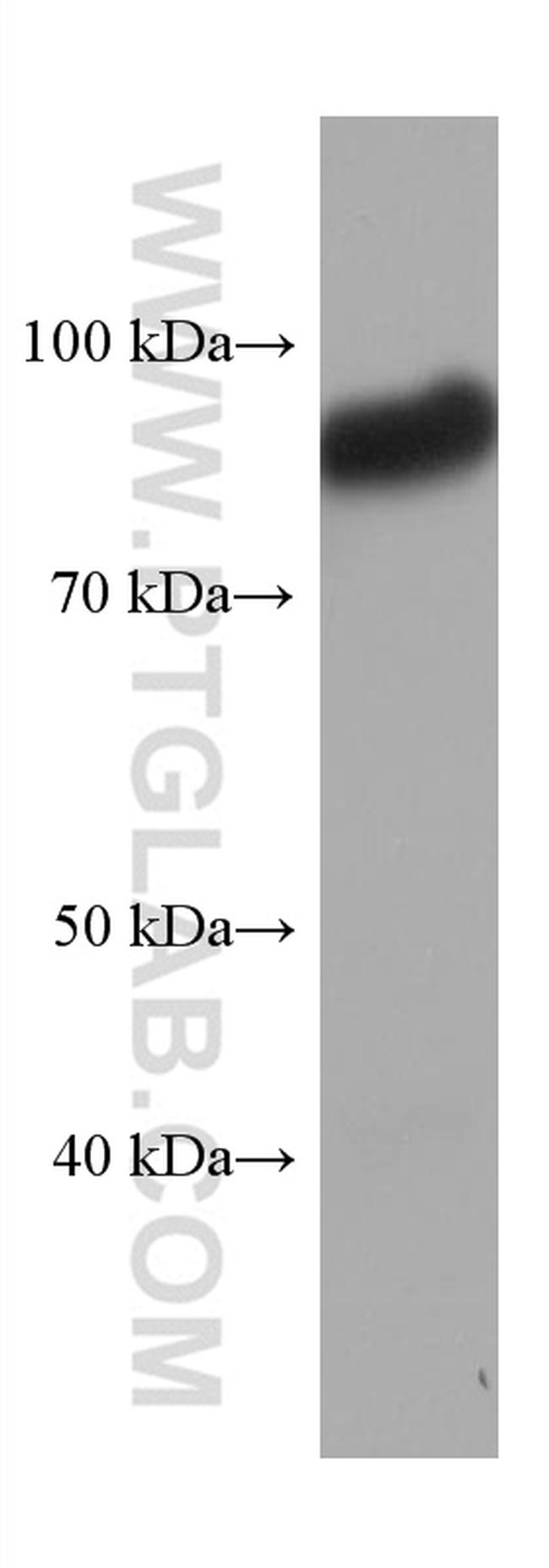 SIRP Alpha Antibody in Western Blot (WB)