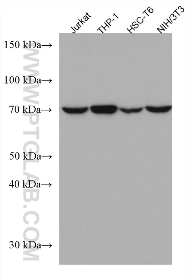 ATG7 Antibody in Western Blot (WB)