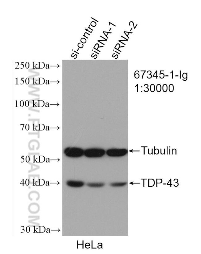 TDP-43 Antibody in Western Blot (WB)