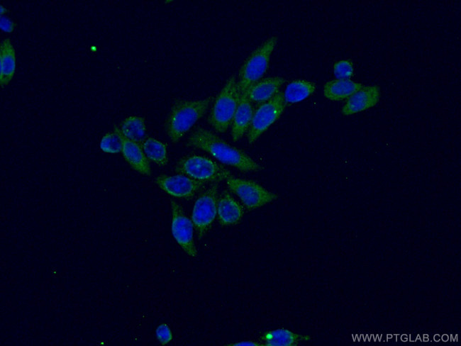 PTGS1 Antibody in Immunocytochemistry (ICC/IF)