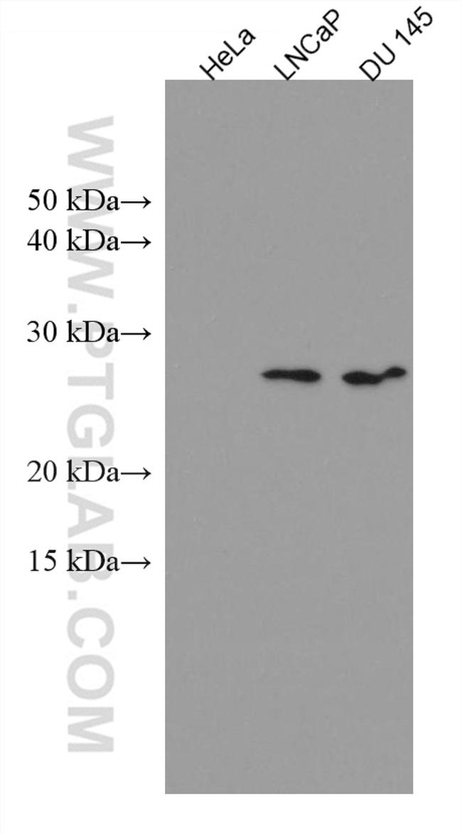 SRY Antibody in Western Blot (WB)