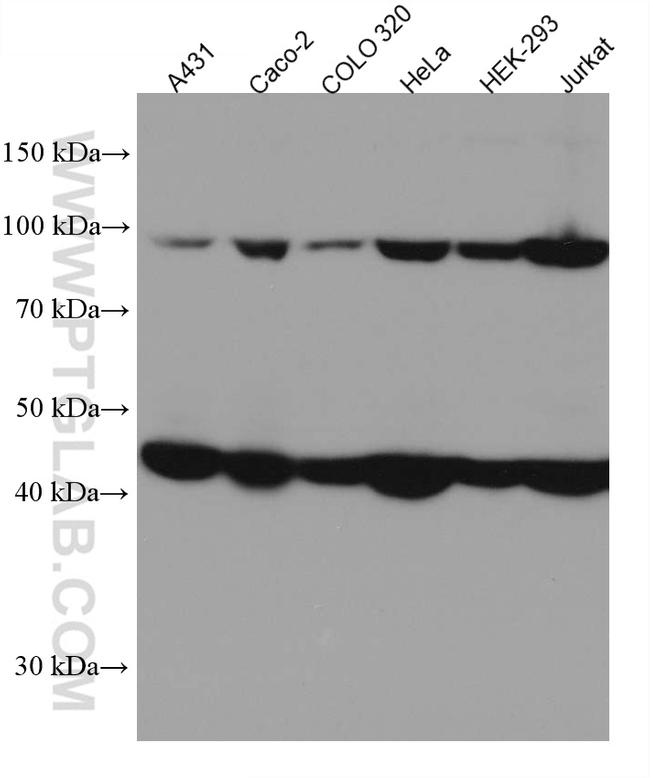 MLH1 Antibody in Western Blot (WB)