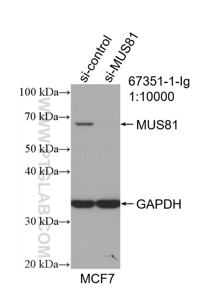 MUS81 Antibody in Western Blot (WB)