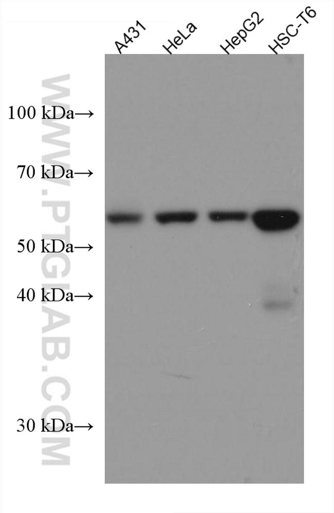 UGDH Antibody in Western Blot (WB)