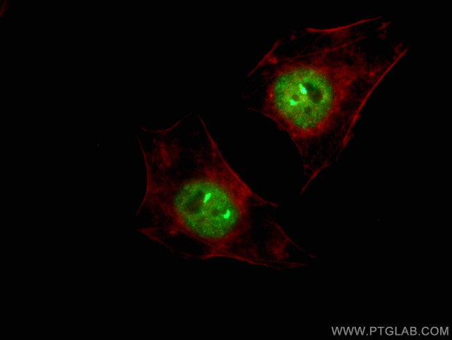 TH1L Antibody in Immunocytochemistry (ICC/IF)