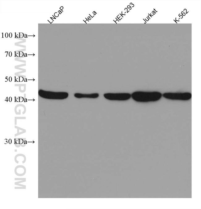 TSG101 Antibody in Western Blot (WB)