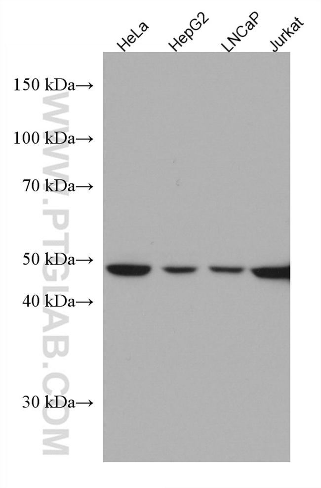 UBAC1 Antibody in Western Blot (WB)