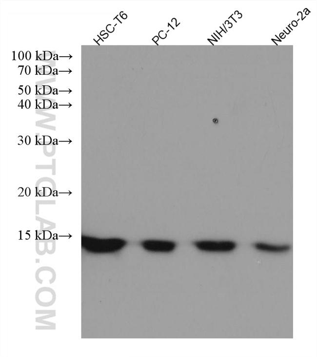 PFN1 Antibody in Western Blot (WB)