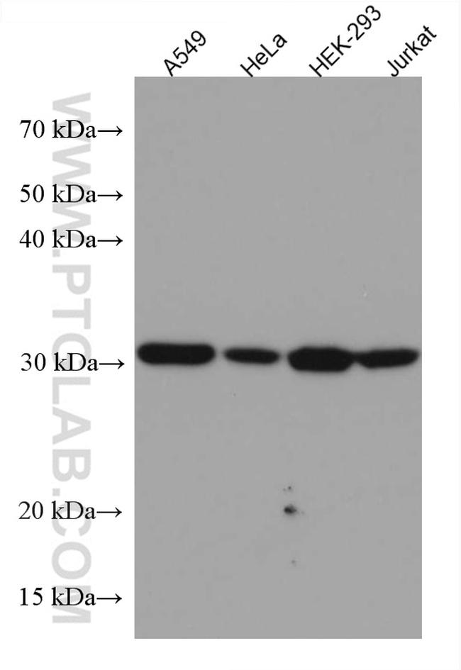 LACTB2 Antibody in Western Blot (WB)