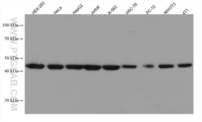 MAP2K2 Antibody in Western Blot (WB)