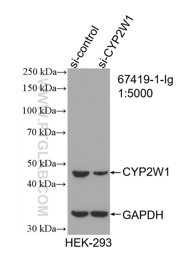 CYP2W1 Antibody in Western Blot (WB)