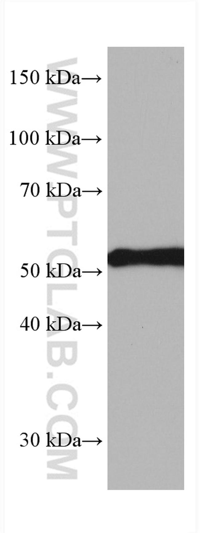 Sam50 Antibody in Western Blot (WB)