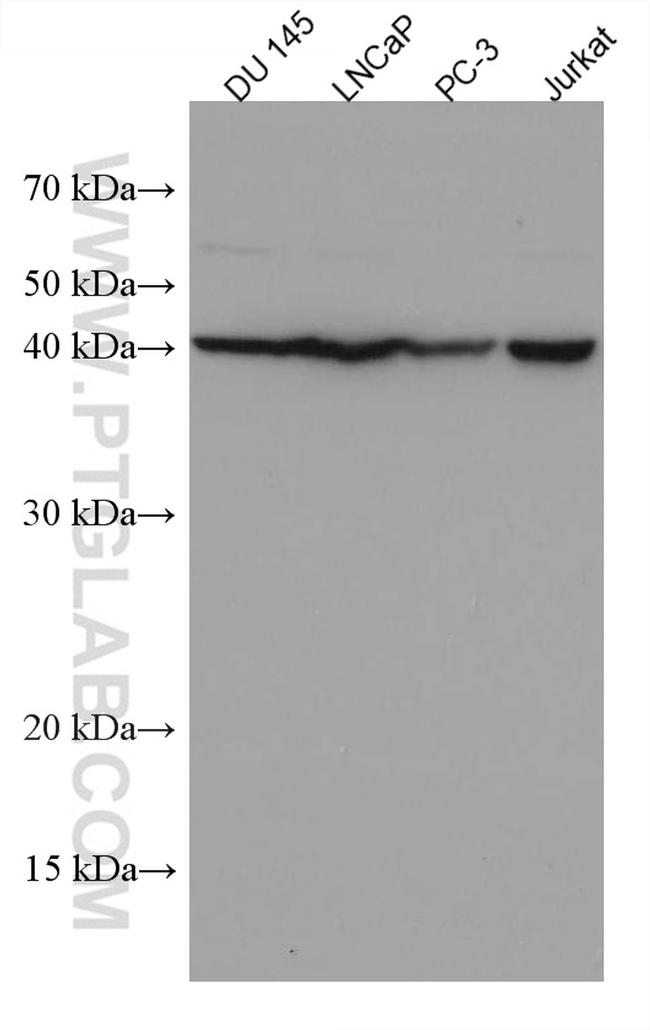 KLK11 Antibody in Western Blot (WB)