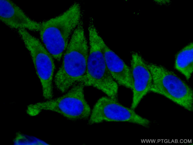 EIF4G2 Antibody in Immunocytochemistry (ICC/IF)