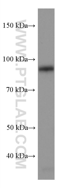 PROX1 Antibody in Western Blot (WB)