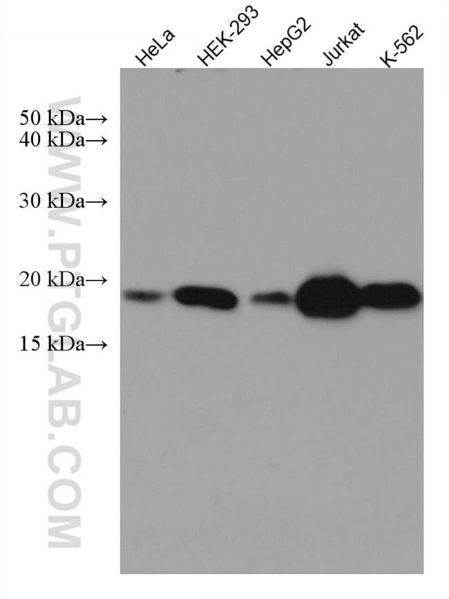 MTH1 Antibody in Western Blot (WB)