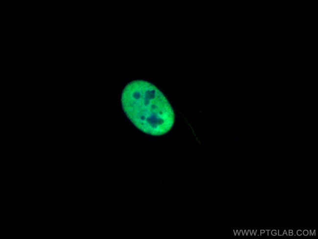 HNRNPA2B1 Antibody in Immunocytochemistry (ICC/IF)