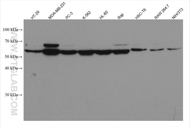 c-MYC Antibody in Western Blot (WB)