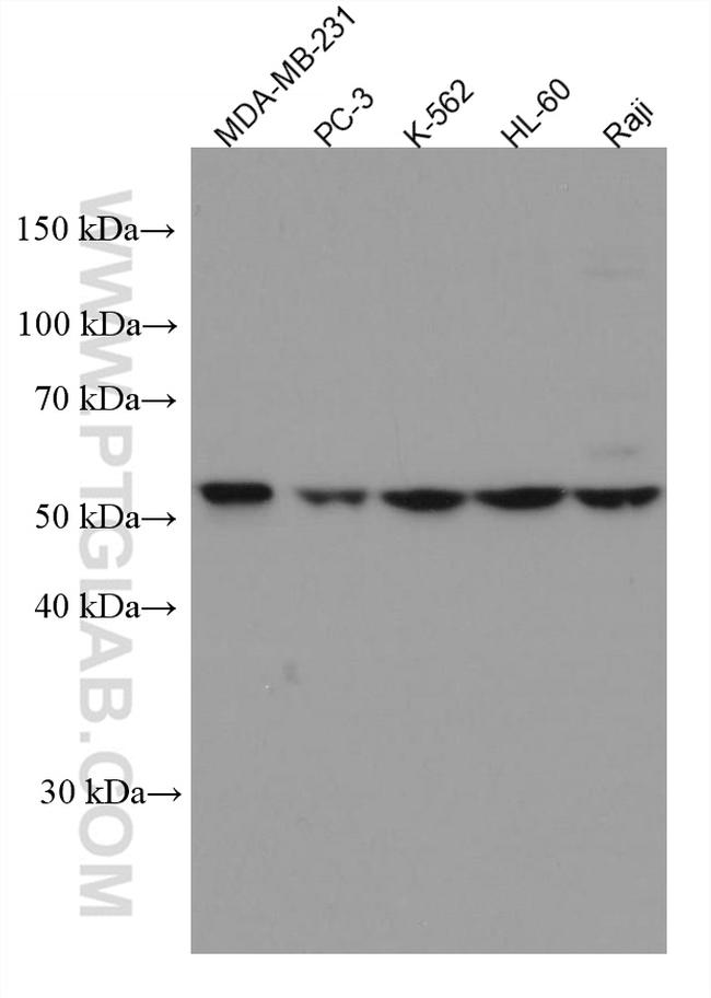 c-MYC Antibody in Western Blot (WB)