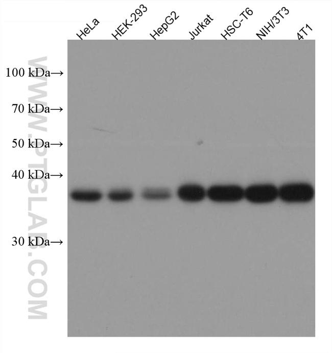 ALDOA Antibody in Western Blot (WB)