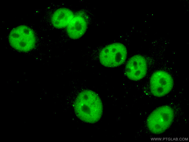 PTBP1 Antibody in Immunocytochemistry (ICC/IF)