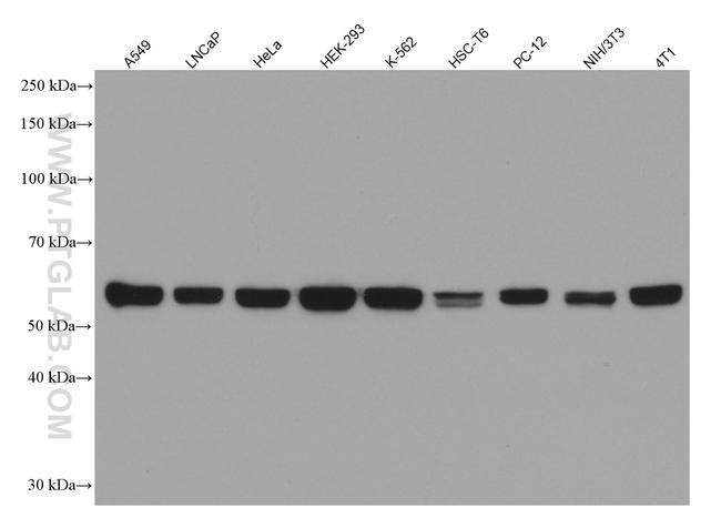 PTBP1 Antibody in Western Blot (WB)