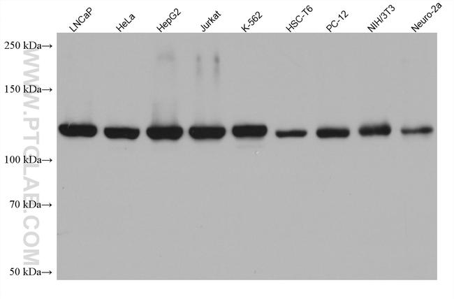 NAT10 Antibody in Western Blot (WB)