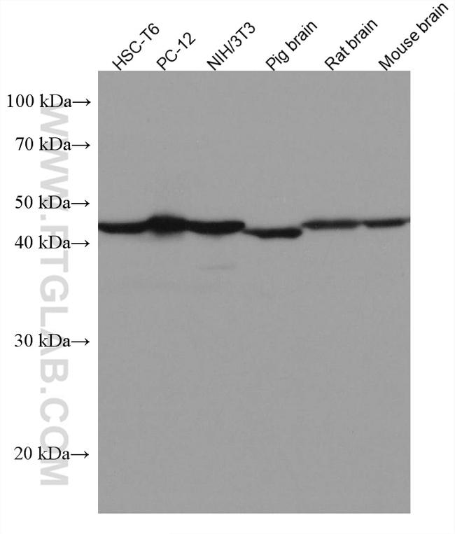 VAT1 Antibody in Western Blot (WB)